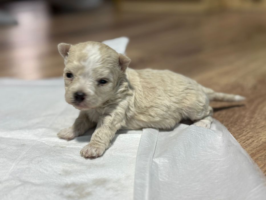 Cățeluși Bichon Maltez