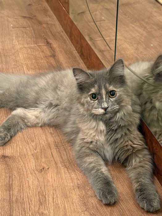 Котенок в добрые руки