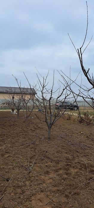 Execut taieri de formare și regenerare la toate speciile pomicole