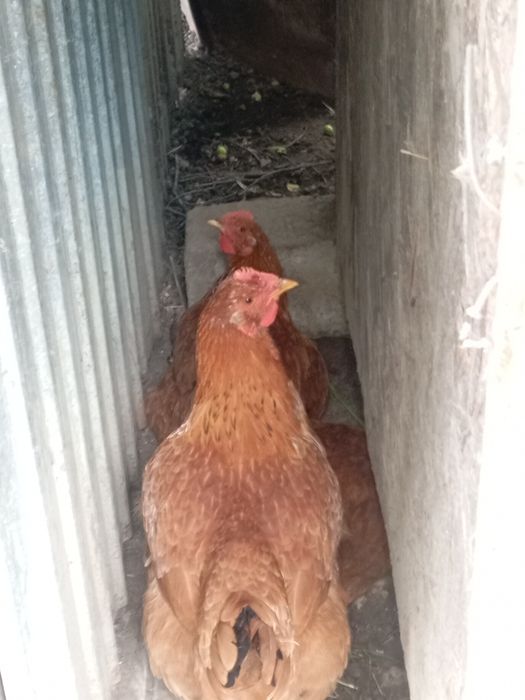 Gaini tinere de anul acesta,cu o greutajte intre 2800 3200 rasa mixta