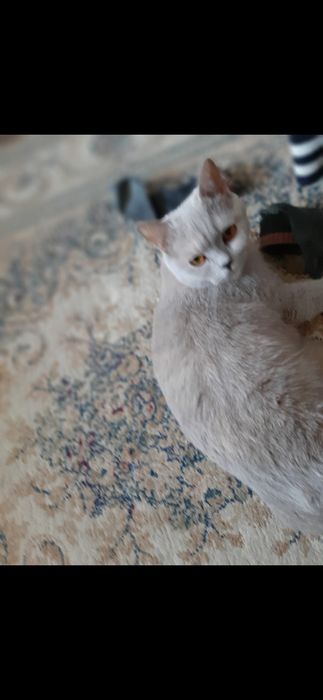 Котенок девочка британка 4 месяца