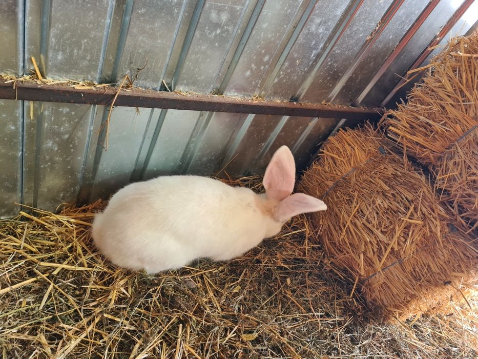 Mascul Urias German Alb