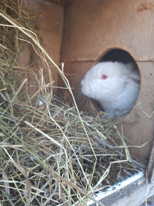 Продам молодых кролих