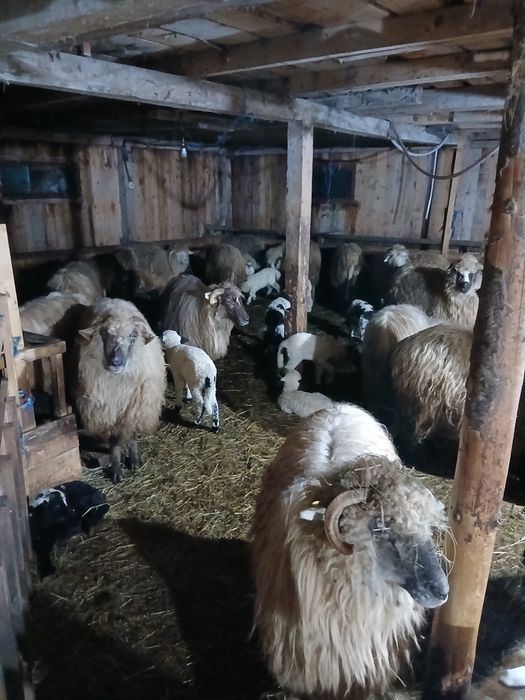 Oi de vănzare tinere