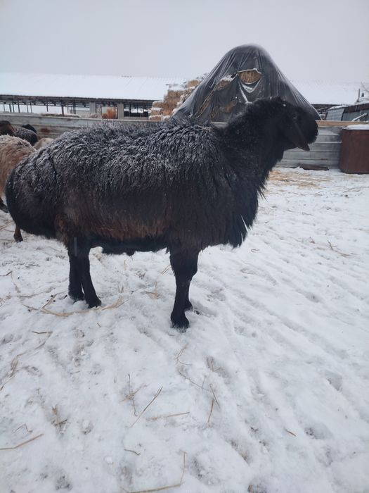 Қошқар сатылады тұқымдыққа