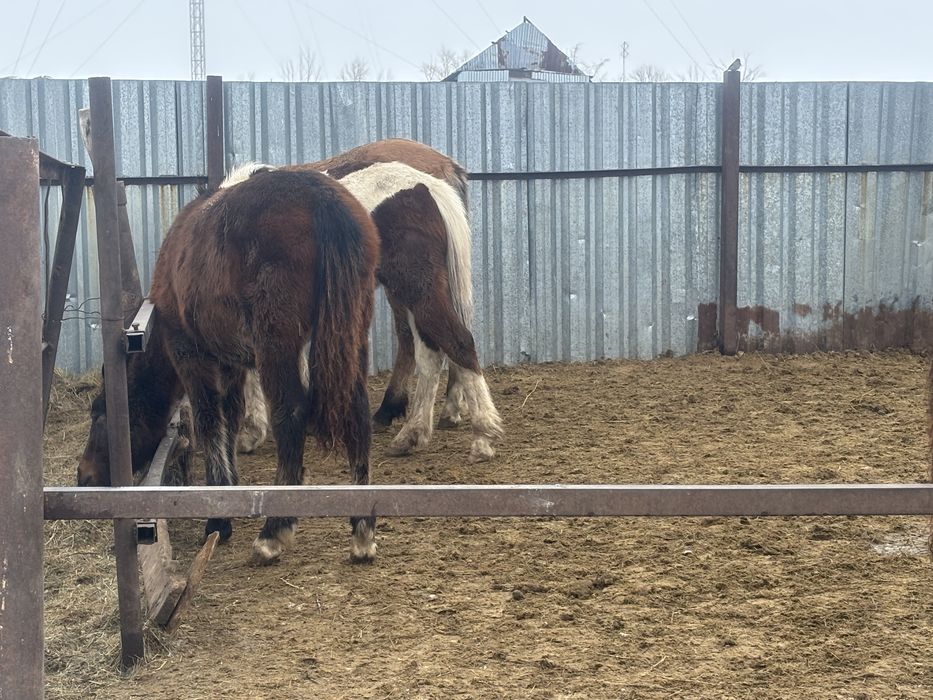 Жабағы (тай) еркек