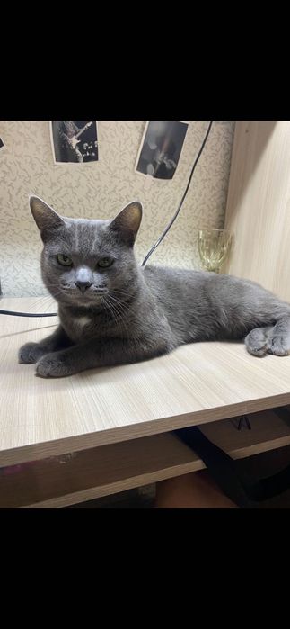 Отдаем кота в добрые руки