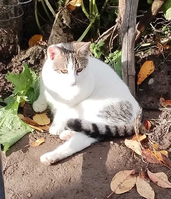 Donez pisici de curte.