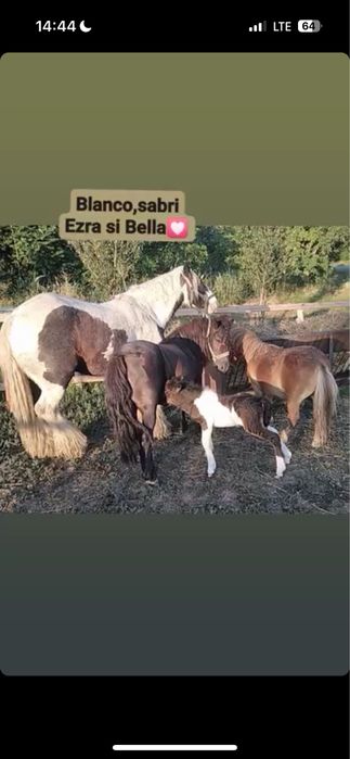 Vand/schimb poneita de 9 ani cu manza  De 4 luni