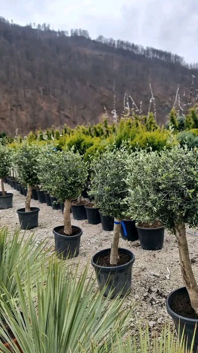 Vând plante naturale ornamentale