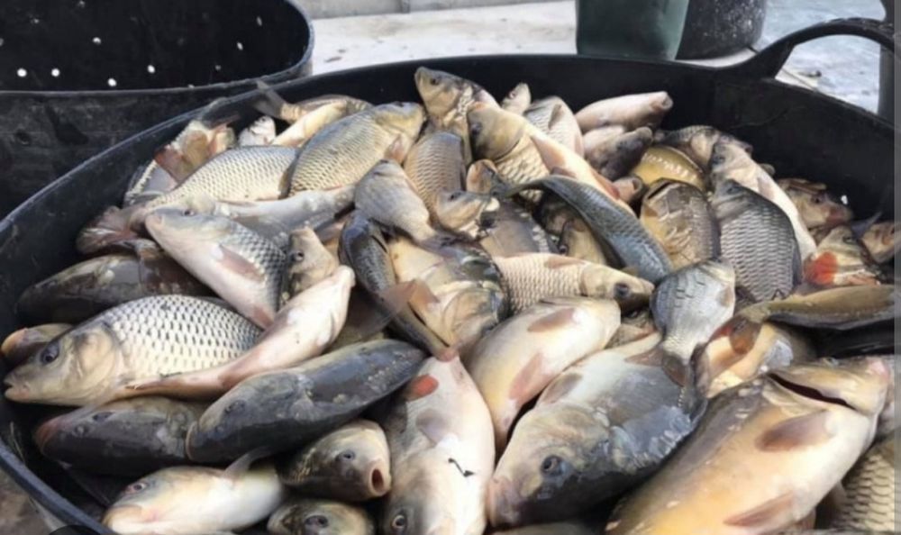 Puiet peste: crap,cteno,fitofag,novac,somn european,LIN