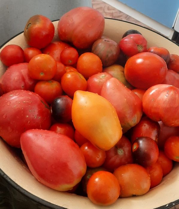 Продам семена томатов