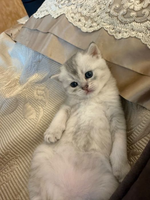 Котятя - шиншила мальчики