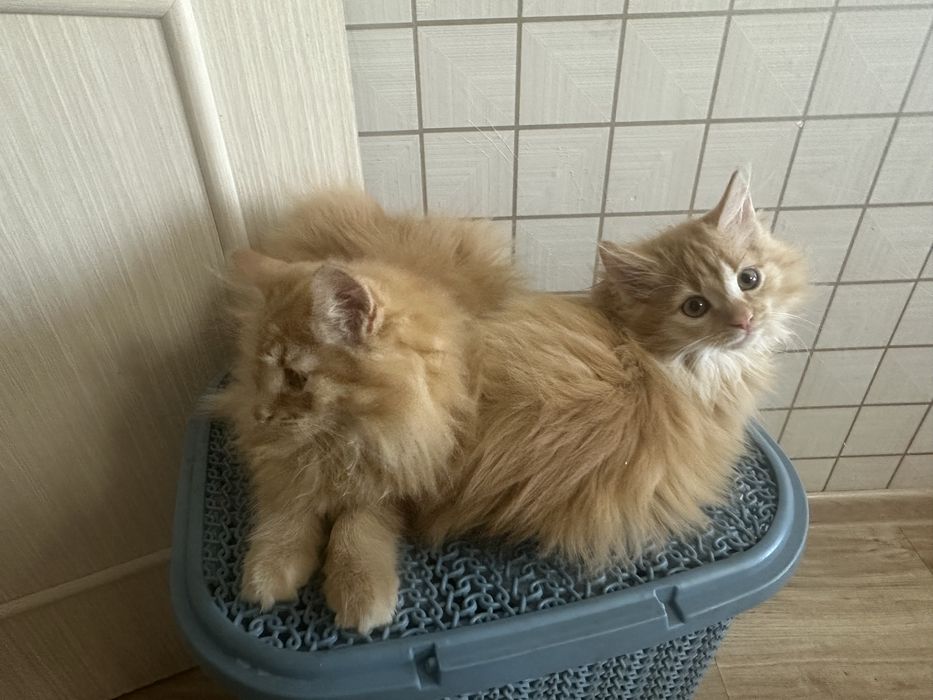 рыжий котенок