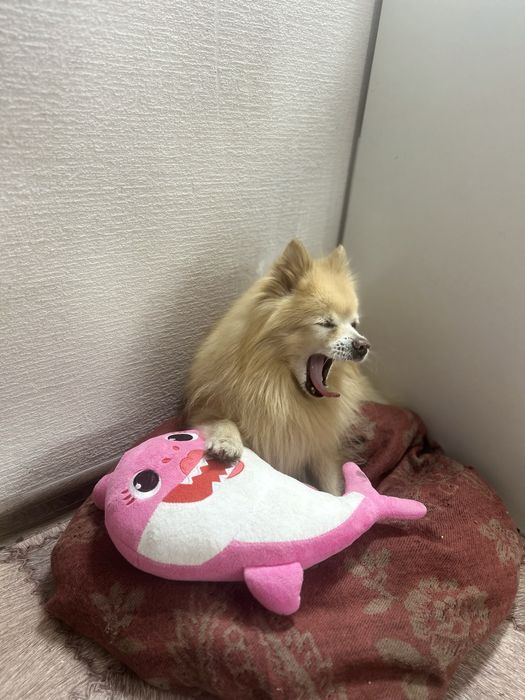 Красивый немецкий шпиц для вязки