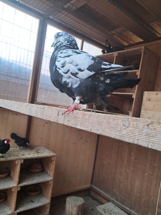 Vând Porumbei de rasă Kingi