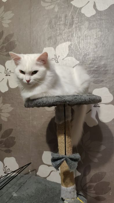 Отдам белую кошечку в добрые руки