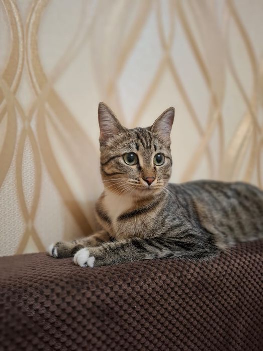 Кошка в хорошие рукм