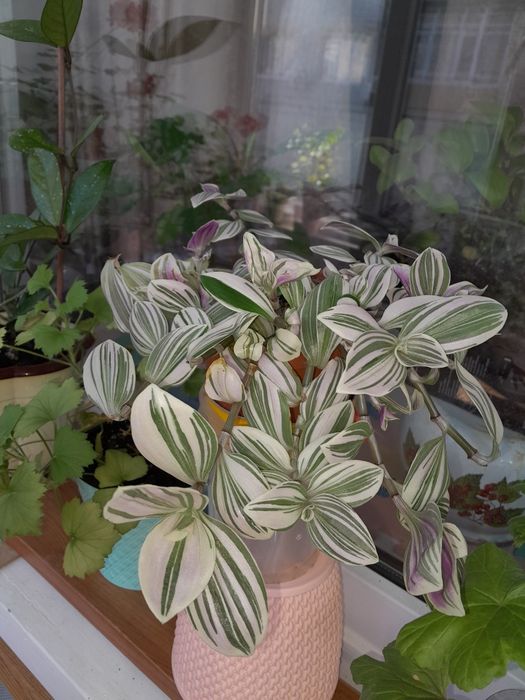 Комнатые цветы, Герань