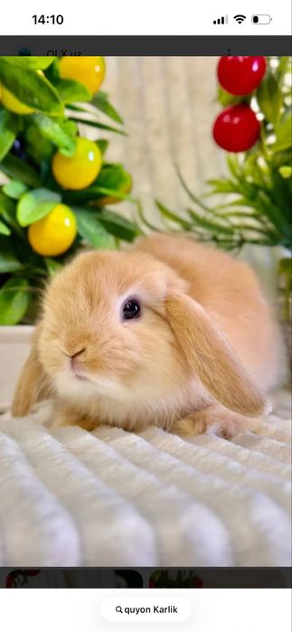 Quyon sotiladi uyda boqiladigan parodyali bonuslari ham bor