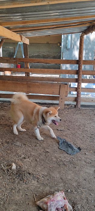 akita inu sotiladi 1yoshdan otgan urgochi toza qon klubdan olingan