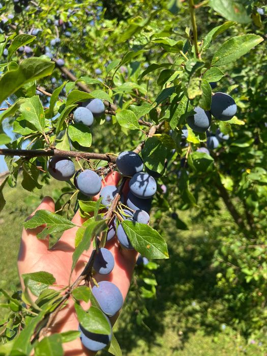 Vând prune de țuică
