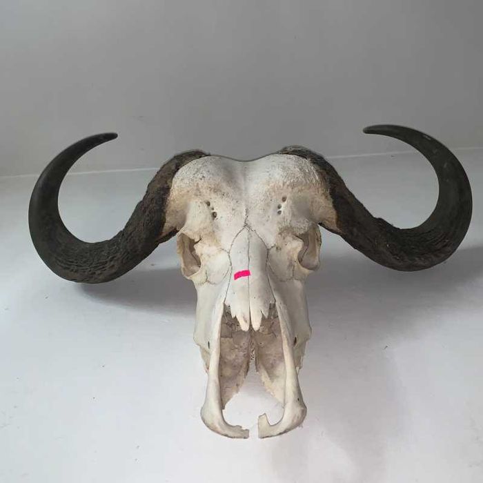 Trofeu cap de bivol african