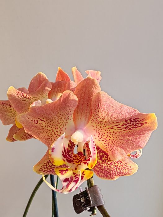 Орхидея фаленопсис