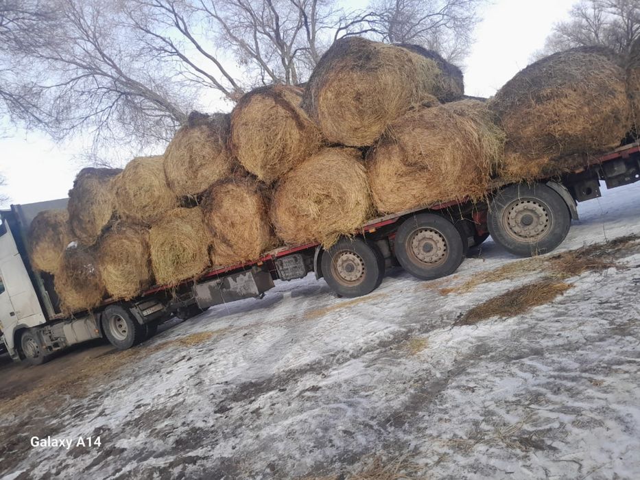 Жонышка люцерна рулон