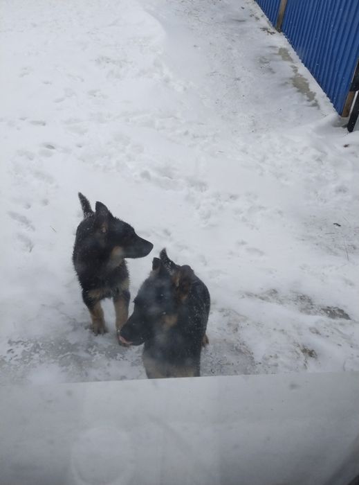 Продам щенков авчарки недорого