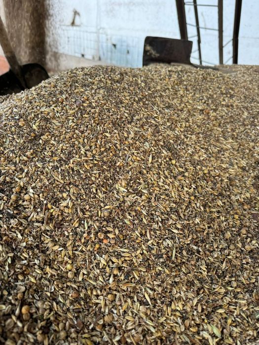 Продам на корма пшеницу