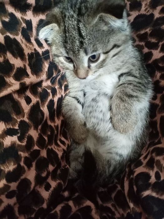 Scottish fold qiz 2 oylik