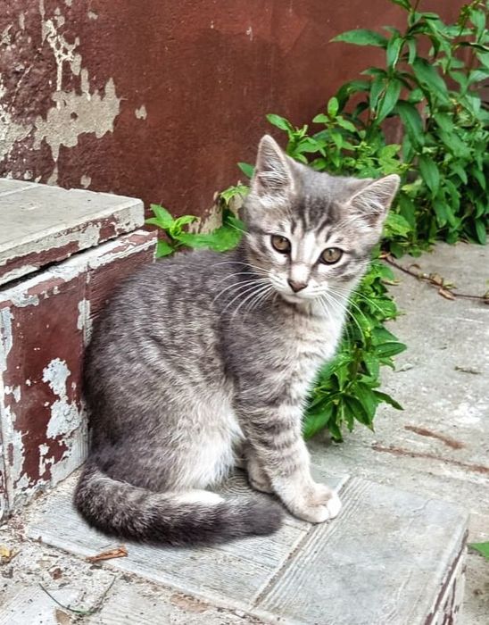 Котёнок мальчик в добрые руки