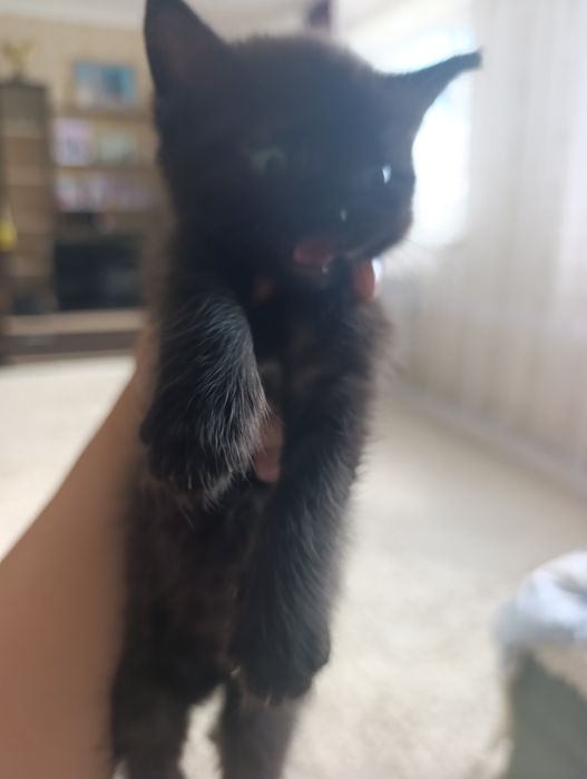 Отдам котят бесплатно