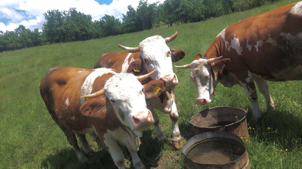 Vaca/ juninca geatanta de vanzare
