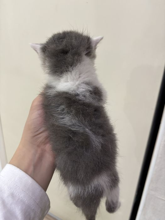Отдам котят в добрые руки