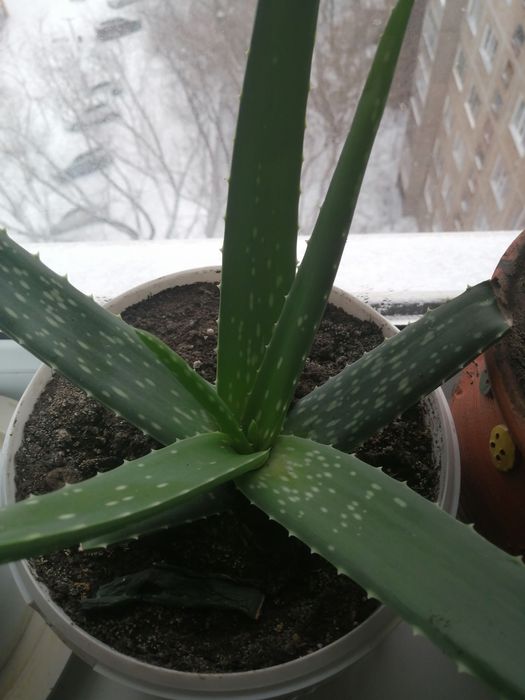 Алое вера лечебное