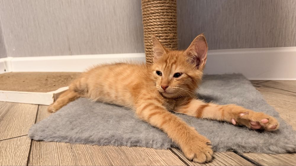 Котенок- мальчик