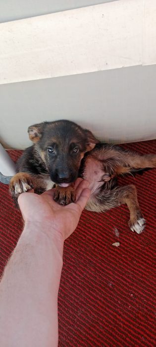 Продам щенят немецких овчарят