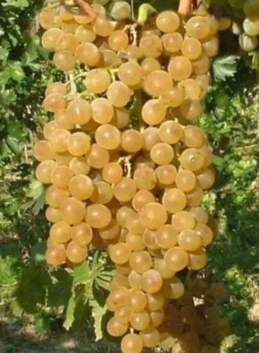 Struguri de vin 2026