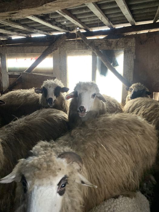 Oi de vânzare,oile sunt tienre cu miei