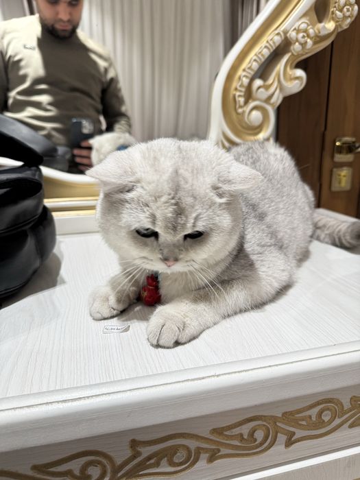 Британская серебристая шиншилла мальчик ny11