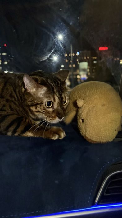 Продам Бенгальского кота