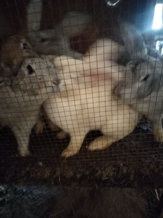 Куйон великан 250 мин донаси