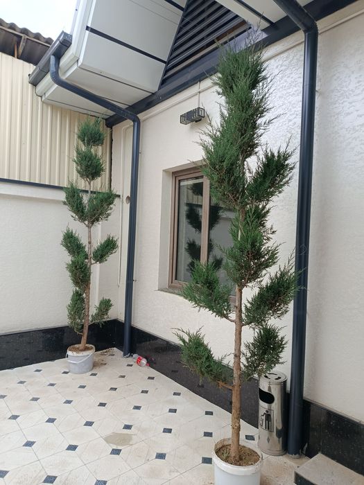 Srochno prodam derevya