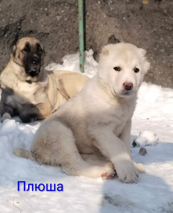 Щенки САО,Волкодав,Тобет белые девочки