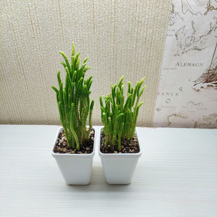 Цветы суккуленты