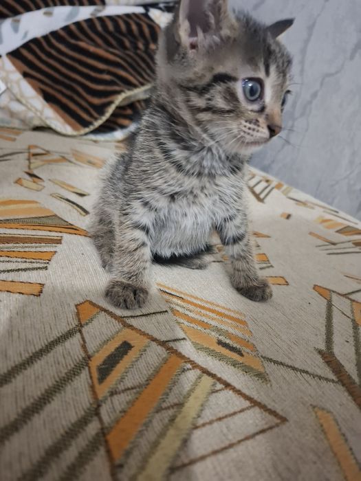 Отдам котят к добрые руки