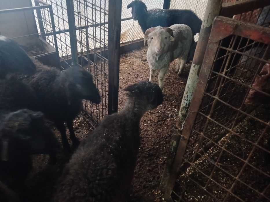 Кой Токтылар сатлады.