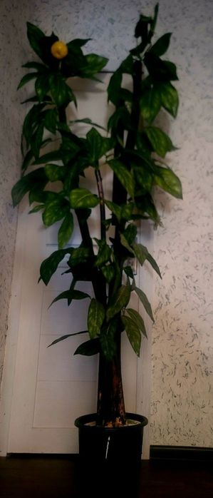 Шикарное декаративное дерево 2х метровое